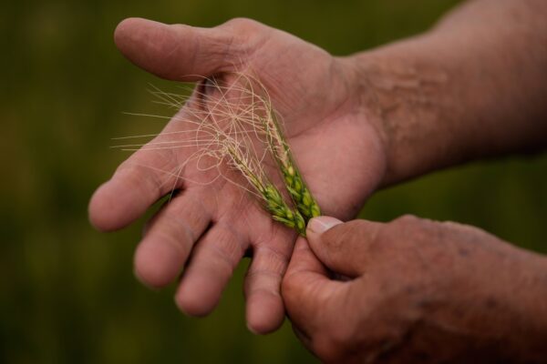 Farmer Vance Ehmke looks at wheat damaged by a late freeze in one of his fields Friday, May 15, 2026, near Healy, Kan. Photo: Charlie Riedel/AP