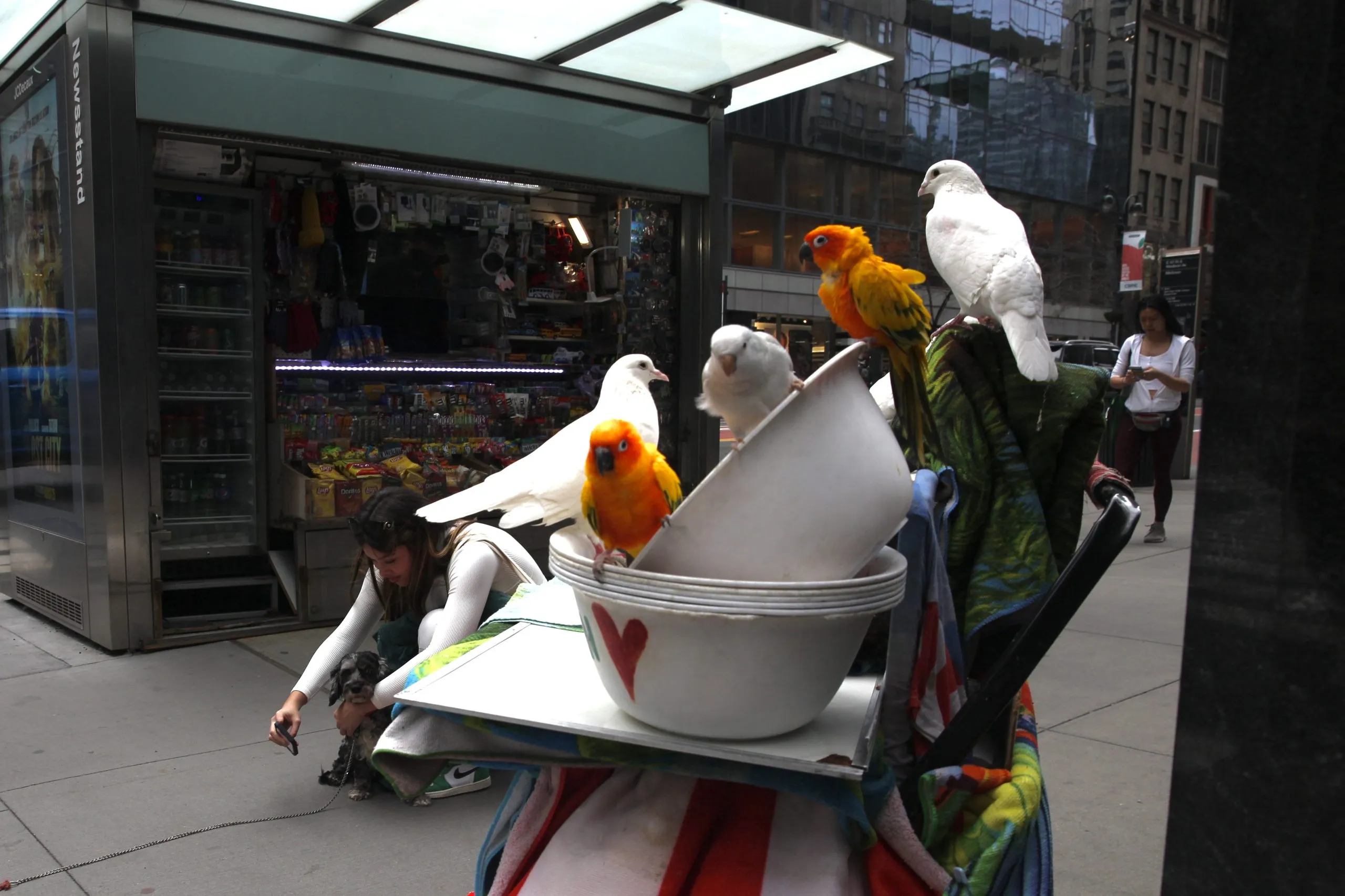 Pet birds are for sale on a New York street corner in this 2022 image. Credit: THE CITY