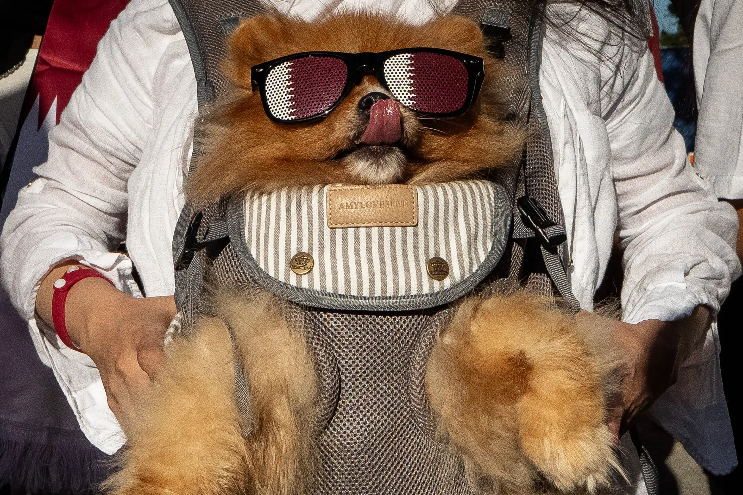 VANCOUVER — It’s ‘Take Your Dog to World Cup’ Day: A Qatar fan carries a dog wearing sunglasses during a World Cup rally in British Columbia, Wednesday, June 17, 2026. Photo: Ethan Cairns/The Canadian Press via AP