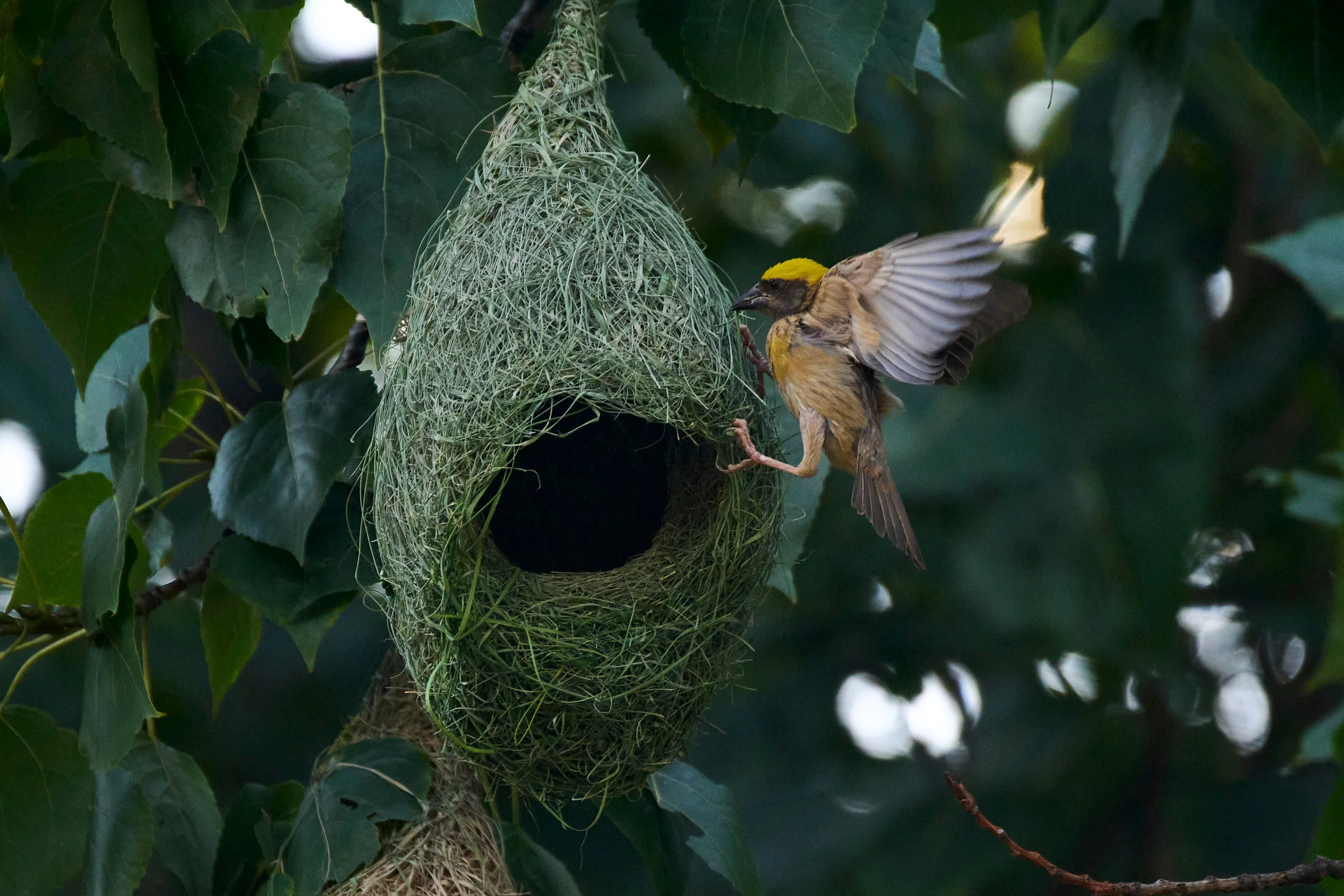 NEPAL — A nest that belongs on the pages of Architectural Digest: A Baya Weaver bird builds a nest in a tree in Lalitpur, Thursday, June 25, 2026. Photo: Niranjan Shrestha/AP