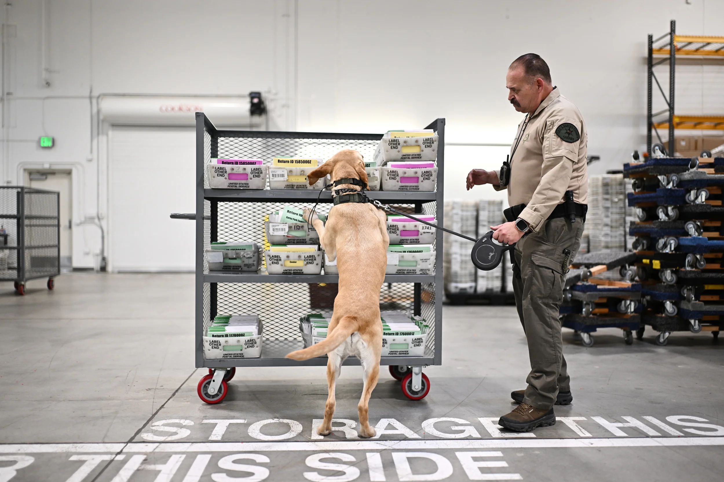 CALIFORNIA — ‘Sniff, sniff … I definitely smell traces of a postal backroom — these ballots were mailed in’: A Sheriff's Deputy and his dog inspect ballots at the L.A. County Ballot Processing Center during the California primary election on Tuesday, June 2, 2026, in the City of Industry. Photo: William Liang/AP