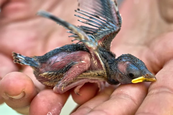 GERMANY — Nature’s delight — too hot for this little one: A one-week-old sparrow that fled out of its nest due to the hot temperatures sits on the hand of a veterinarian in Wehrheim near Frankfurt, Friday, June 26, 2026. Photo: Michael Probst/AP