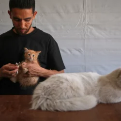 GAZA — Due to abandonment when the owners have been killed and shortages of food and supplies, pets are taking a hit: Veterinarian Dr. Moatasem Qaddoura, 32, feeds a cat being treated for gastrointestinal illness at a veterinary clinic, Saturday, June 6, 2026. Photo: Abdel Kareem Hana/AP