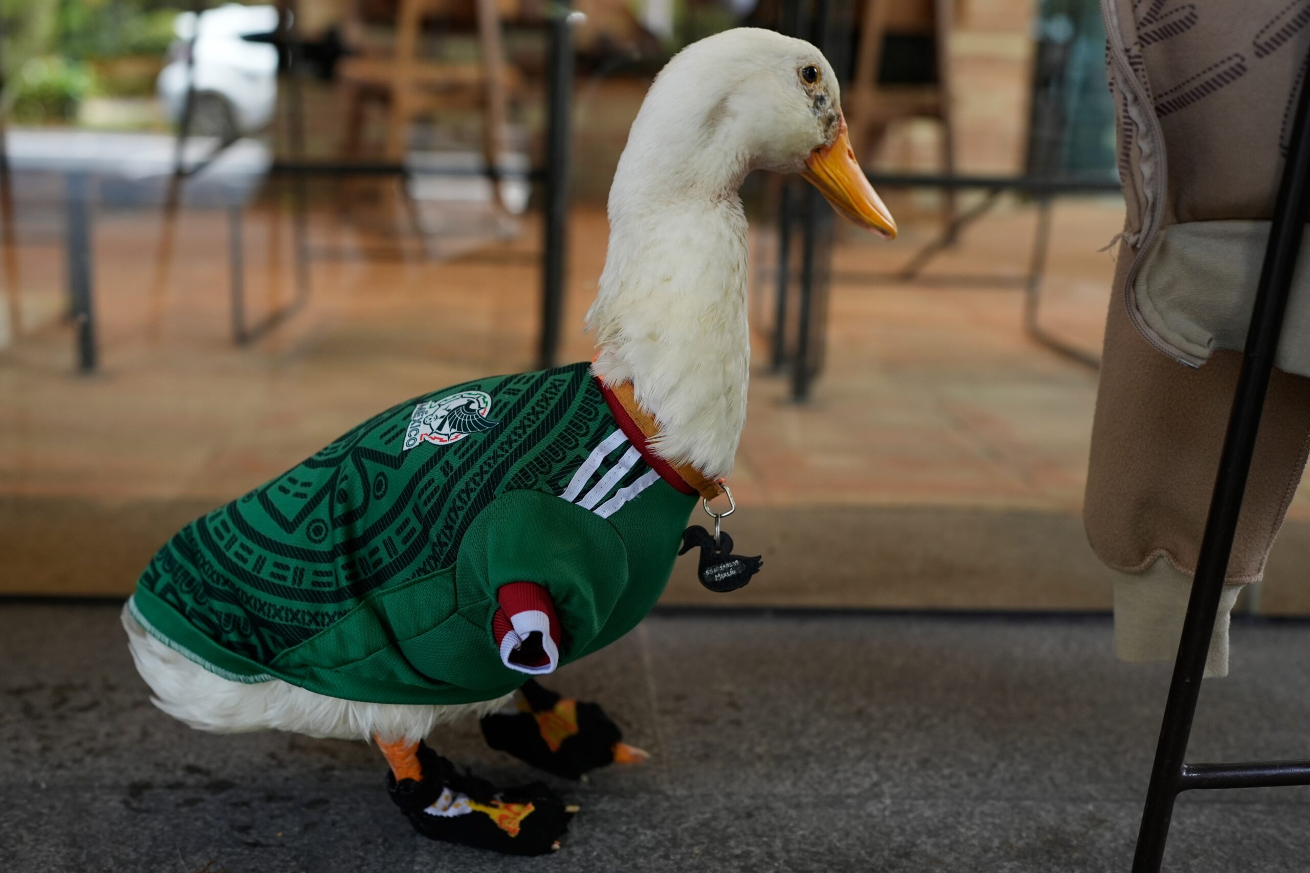 A duck named Merlin, dressed in a Mexico national soccer team jersey, stands at a cafe next to his caretaker Cristian Gomez in Mexico City, Monday, June 15, 2026. Photo: Marco Ugarte/AP