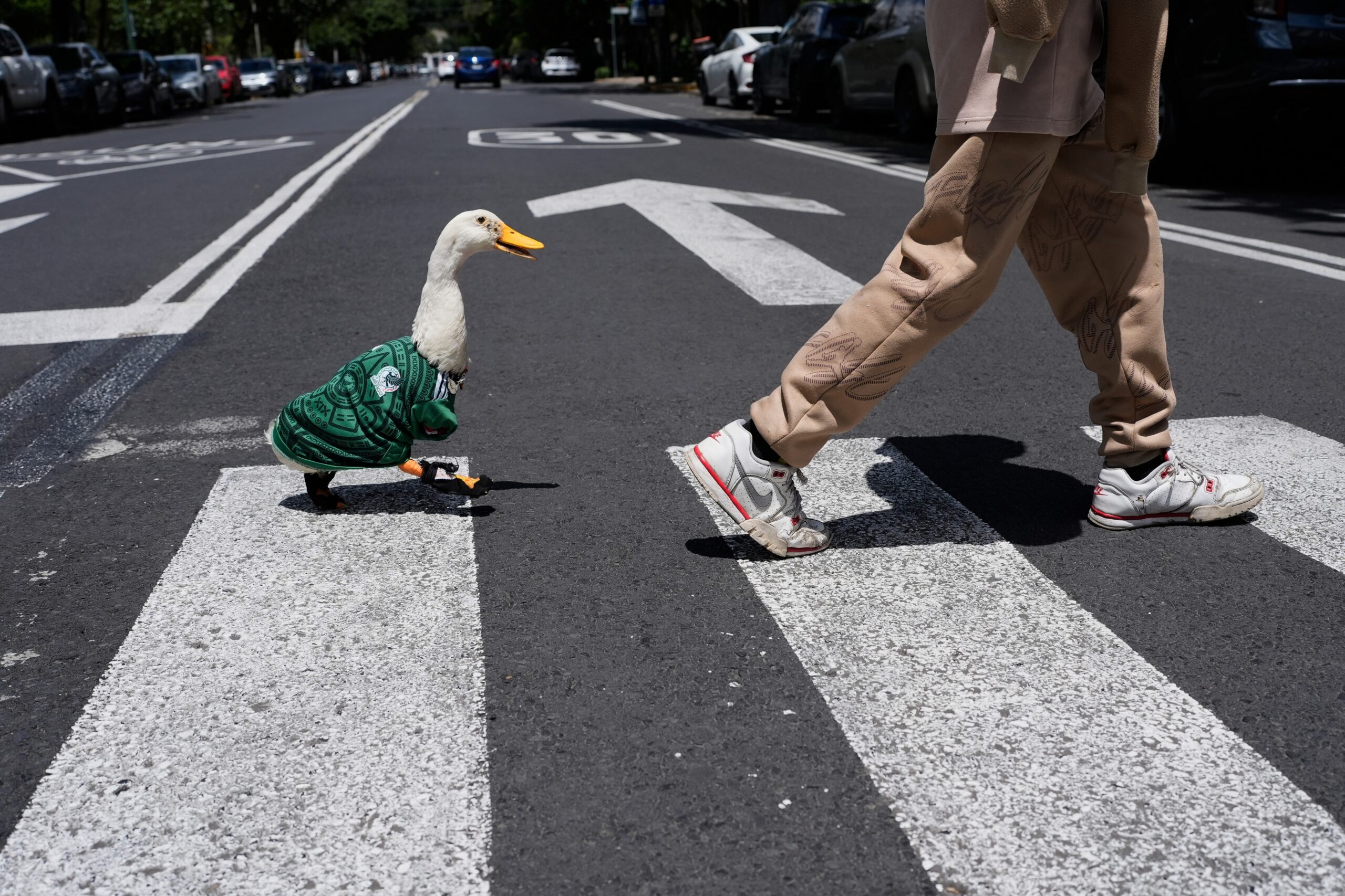 A duck named Merlin, dressed in a Mexico national soccer team jersey, follows his caretaker Christian Gomez as they cross the street in Mexico City, Monday, June 15, 2026. Photo: Marco Ugarte/AP