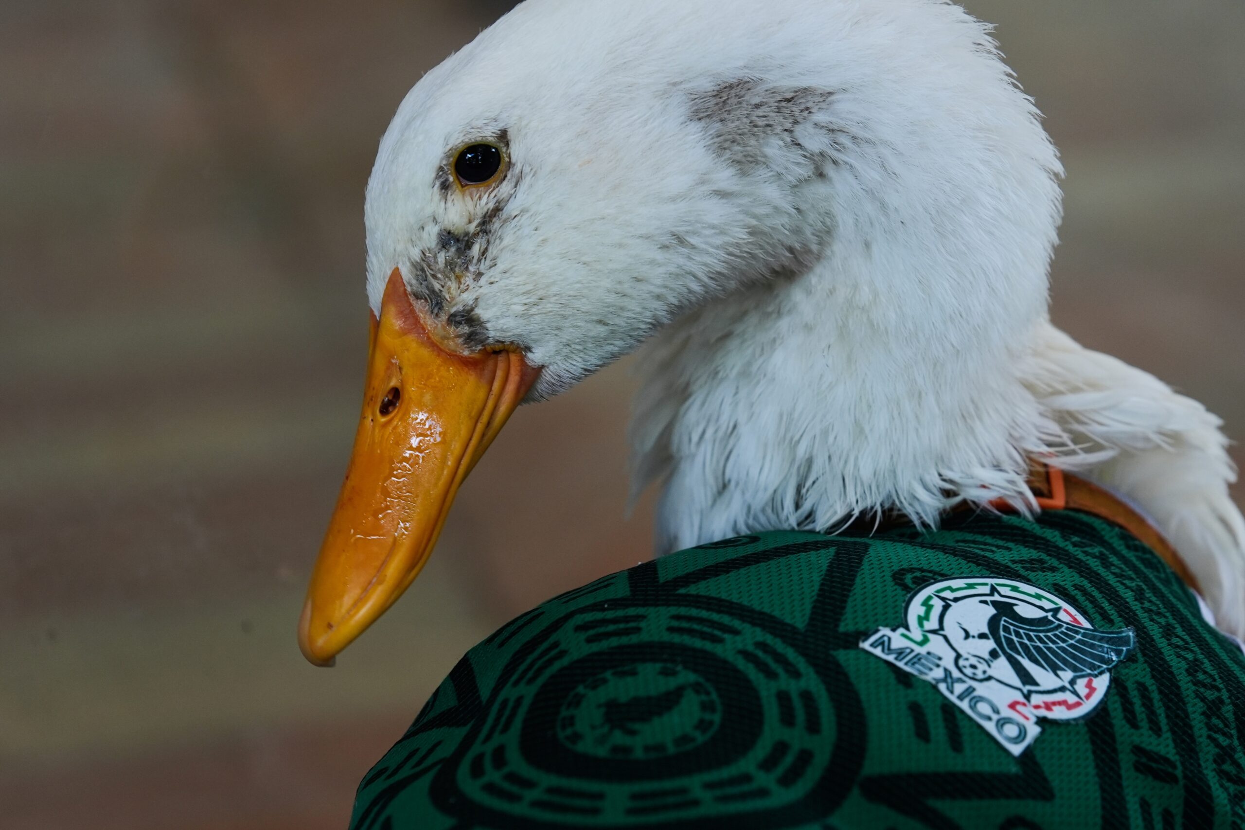 A duck named Merlin wears a Mexico national soccer team jersey, during the World Cup in Mexico City, Monday, June 15, 2026. Photo: Marco Ugarte/AP