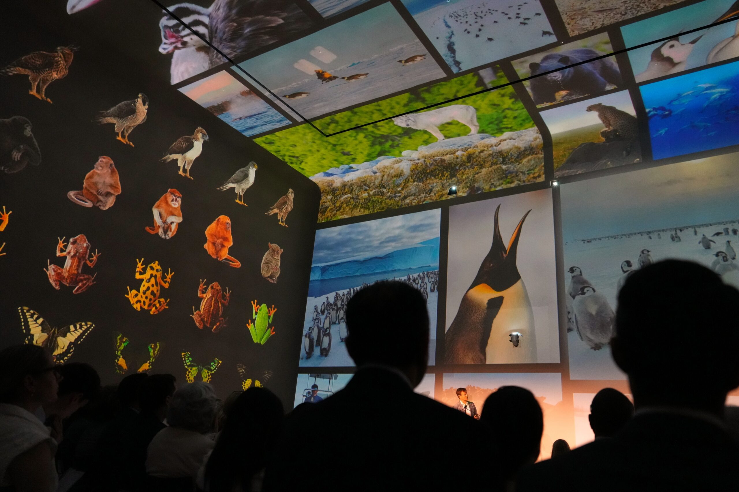 Participants of a Business Forum for The Royal Foundation's United for Wildlife watch pictures projected on the walls while Britain's Prince William attends in London, Monday, June 22, 2026. Photo: Kirsty Wigglesworth, Pool/AP