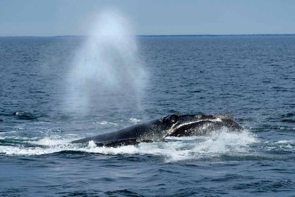 A North Atlantic right whale surfaces on Cape Cod Bay in Massachusetts, Monday, March 27, 2023. Photo: Robert F. Bukaty/AP, NOAA permit # 21371